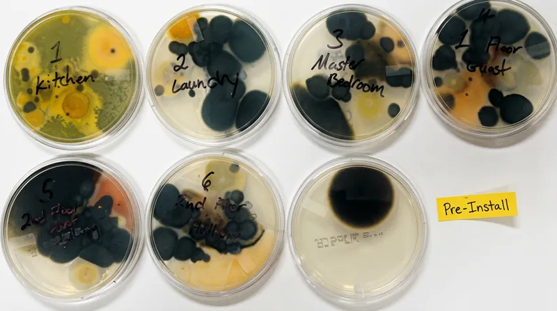 Petri dishes with heavy mold and bacterial growth, labeled Without Pür Plasma