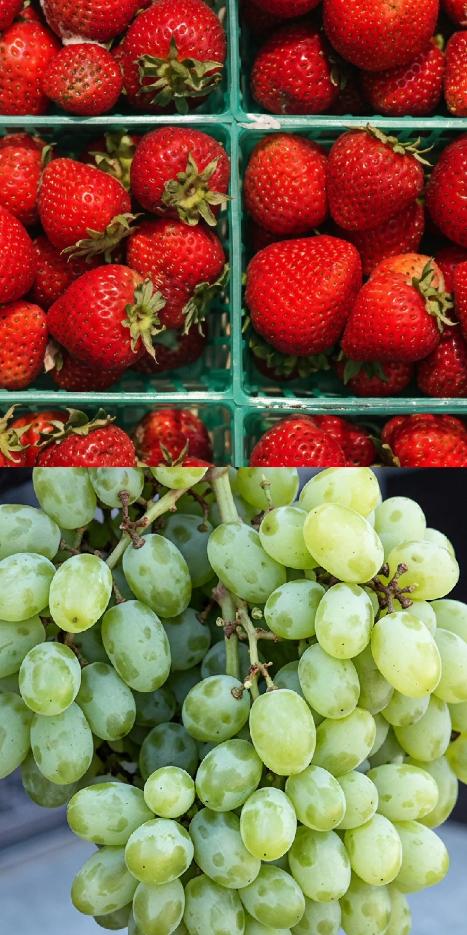 Fresh strawberries and grapes after 7 days with Pür Plasma, still vibrant and unspoiled