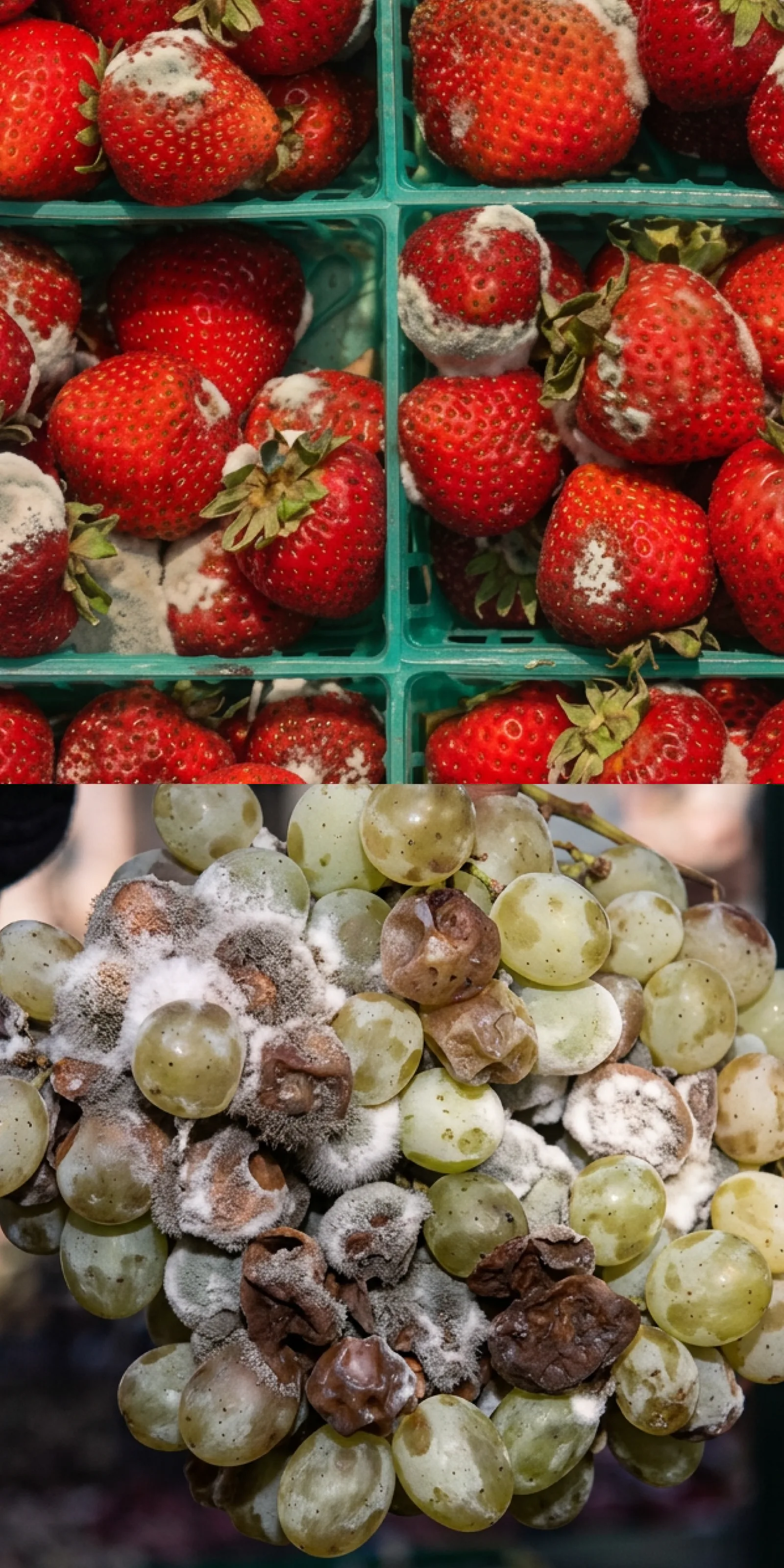 Strawberries and grapes after 7 days without Pür Plasma, showing mold and spoilage