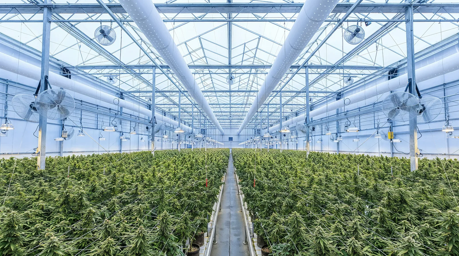 Interior of a large commercial greenhouse with rows of green cannabis plants under a steel-and-glass roof and a concrete center walkway